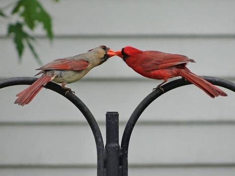 Wild Birds Photography, Cardinal Birds, Super Cute Animals, Two Birds, Backyard Birds, Bird Pictures, Pretty Birds, Red Birds, Colorful Birds