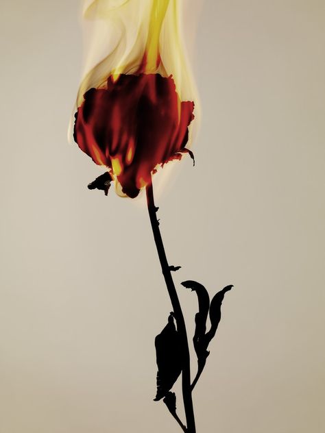 Rose On Fire, Sahil Khan, Fire Rose, Burning Rose, Photo Background Images Hd, Fire Photography, Best Photo Background, Blur Background In Photoshop, Background Images For Quotes