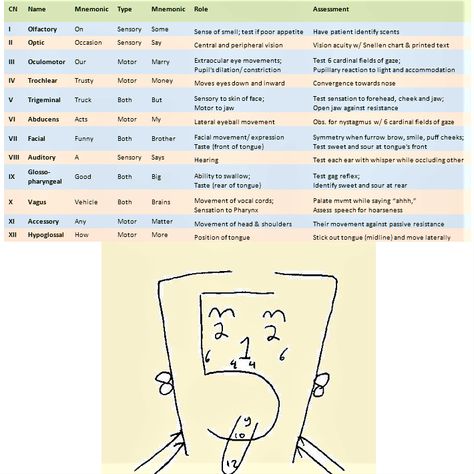 Nursing Assessment Tool for Cranial Nerves with type, mnemonic devices, and function Mnemonics Anatomy, Graduation Nursing, Cranial Nerves Mnemonic, Paramedic School, Tattoos Animals, Mnemonic Devices, Medical Mnemonics, Nursing Assessment, Nursing School Essential