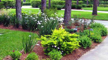 Florida landscaping | Northern-inspired Landscape Design for Tampa, FL traditional landscape African Iris, Florida Landscaping, Easy Landscaping, Golden Sun, Landscape Plans, Shade Trees, Traditional Landscape, Landscaping Tips, Diy Landscaping