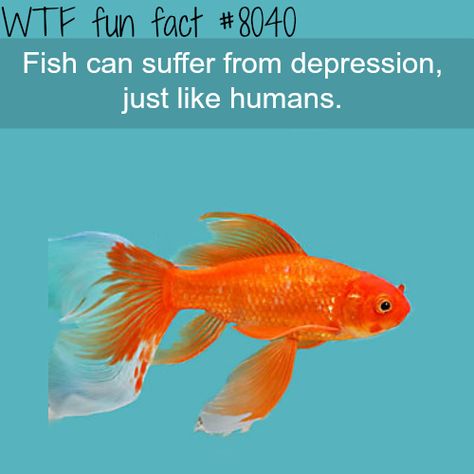 WTF Facts : funny, interesting & weird facts Fish Meme, Fish Facts, Wierd Facts, What The Fact, Unique Facts, Facts Funny, Did You Know Facts, Interesting Animals, Good Luck Quotes