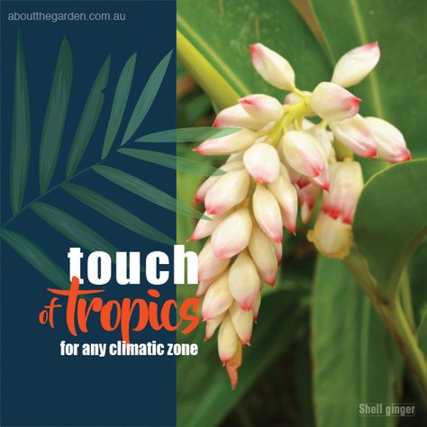 Tropical Plants for any climate #aboutthegardenmagazine.indd Tropical Hedge, Grass Hedge, Australian Gardens, Hedge Plants, Flowers Australia, Tiger Grass, Garden Magazine, Australian Garden, Dappled Light