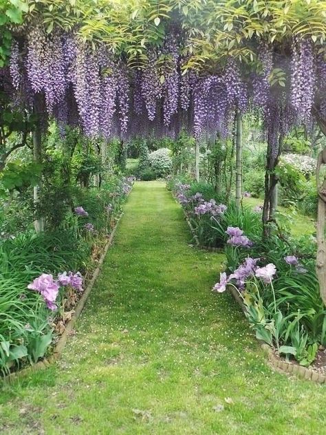 Wisteria Trellis, Willow Crossley, Wisteria Garden, Wisteria Tree, Aesthetic Garden, Cottage Garden Design, Garden Aesthetic, Ideas Garden, Backyard Landscaping Designs