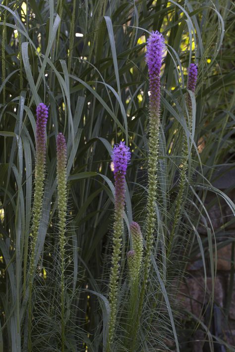 Liatris pycnostachya Eureka (Lisa Roper/Chanticleer gardens) via @washingtonpost Liatris Pycnostachya, Flower Gardening, Design Fields, Yard Games, Garden Stuff, Backyards, Sweet Stuff, Washington Post, Beautiful Blooms