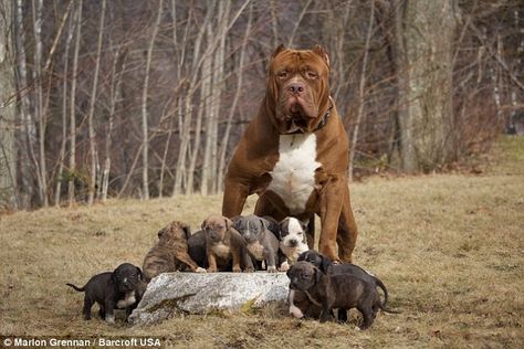 A photograph of Hulk the pitbull and his offspring together near their home in New Hampshire. Hulk is said to be largest American pitbull. Hulk The Pitbull, Pitbull Xxl, Big Pitbull, Cute Pitbull Puppies, Pitbull Puppy, Pitbull Puppies, Pit Bulls, Pitbull Terrier, Big Dogs