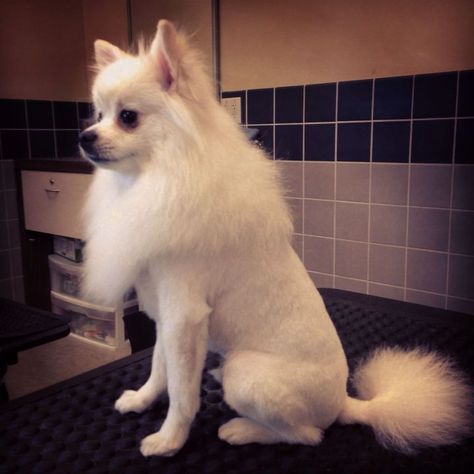 White Pomeranian Lion Cut Lion Cut Dog, Pomeranian Lion Cut, Pomeranian Hairstyles, Pomeranian Puppy Haircut, Pomeranian Haircuts, Pomeranian Facts, Pomeranian Haircut, Baby Pomeranian, Spitz Pomeranian