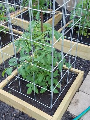 Tanaman Tomat, Tomato Trellis, Edible Gardening, Garden Corner, Veggie Patch, Potager Garden, Garden Solutions, Tomato Cages, Pepper Plants