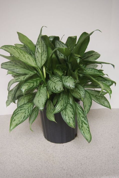 Aglaonema Maria Aglaonema Plant, Cottage Style Bathrooms, Shadow Plants, Silver Bay, Plant Light, Diy Pipe, Fence Styles, Chinese Evergreen, Bathroom Plants