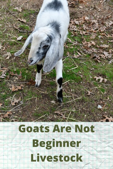 Goats are cute, cuddly, and fun creatures. But they are not for the feint of heart. When things are good, they are great. Until they aren't. Keeping Goats, Goat Pen, Baby Chicks Raising, Mini Goats, Pet Goat, Goat House, Feeding Goats, Raising Farm Animals, Goat Care