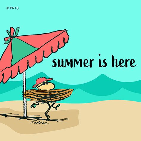 Snoopy Summertime, Snoopy Camping Images, Woodstock The Bird, Snoopy At The Beach, Snoopy Beach Summer Fun, Woodstock Peanuts, Snoopy Cartoon, Peanuts Snoopy Woodstock, Colour Story