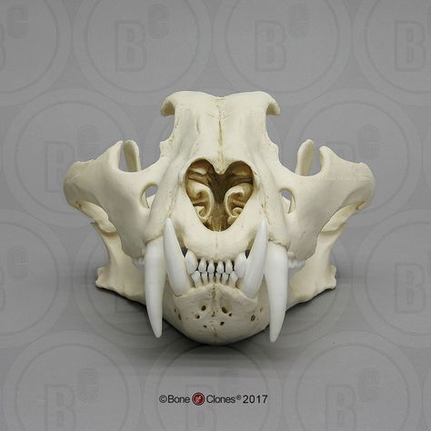 Tiger Anatomy, Animal Remains, Feline Anatomy, Deer Skull Art, Sabertooth Tiger, Tiger Skull, Skull Anatomy, Skull Reference, Real Skull