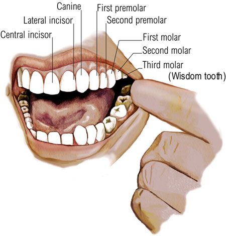 FaceTopology - polycount Dental Assistant Study Guide, Dental Assistant Study, Dental Care For Kids, Kedokteran Gigi, Dental Hygiene School, Dental Anatomy, Wisdom Teeth Removal, Dental Facts, Tooth Removal