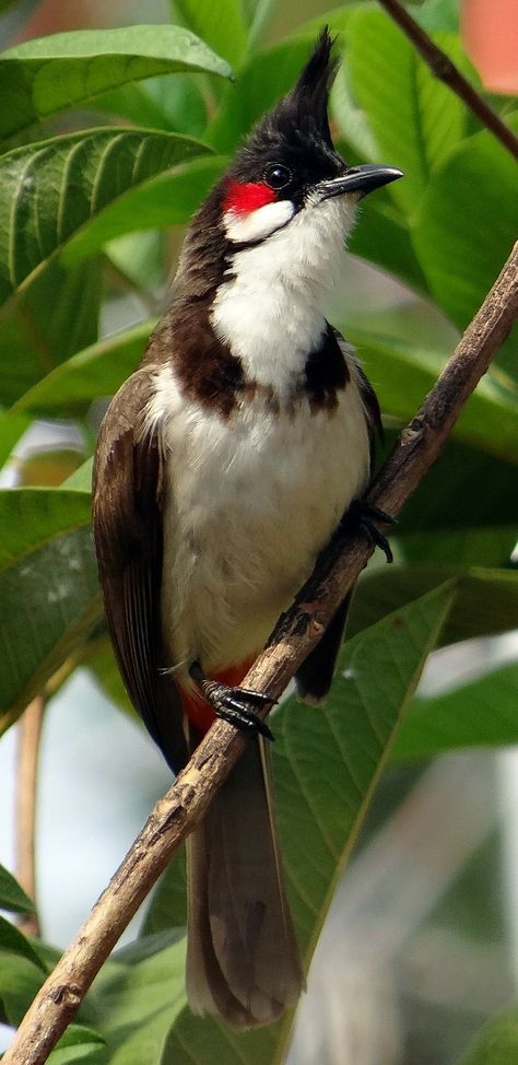 Picture of a red-whiskered bulbul. #birds #red #whiskered #bulbul Red Whiskered Bulbul, Bulbul Bird, Birds Of Prey Movie, Prey Movie, Hummingbirds Photography, Movie Black, Woodpeckers, Black Mask, Bird Pictures