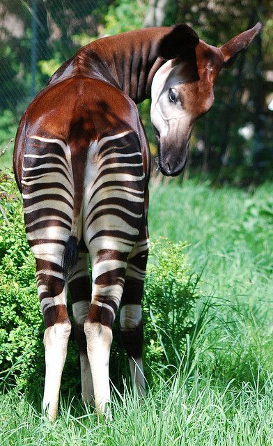 Okapi - resembles a zebra, but its closest relative is a giraffe. Okapis are native to the Congo.  photo by Steve J Photo Animaliere, A Giraffe, Animale Rare, Unusual Animals, Rare Animals, Airbrush Art, African Animals, Animal Planet, Animal Photo