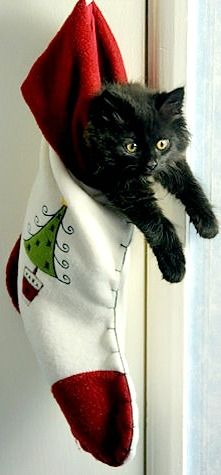 #christmas #christmaspresents Cat Stockings, Cat Pfp, Christmas Kitten, Söt Katt, Animal Antics, Kitten Pictures, A Black Cat, Christmas Cat, Christmas Animals