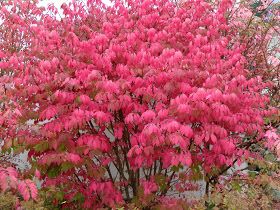 Willow Tree Stitcher: I'm back in Blogland again! (picture heavy....) North Carolina Gardening, Virginia Sweetspire, Pollinator Garden Design, Euonymus Alatus, The Burning Bush, Native Plant Landscape, Small Trees For Garden, Trees For Front Yard, Bushes And Shrubs