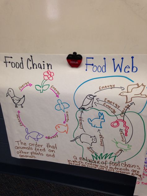 Food web and food chains                                                                                                                                                     More Food Web Activities, Healthy Community, Food Webs, Fourth Grade Science, Science Anchor Charts, 7th Grade Science, Food Chains, Third Grade Science, 8th Grade Science