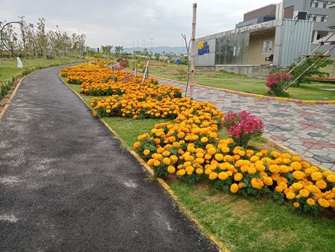 Marigold flowers Marigold Flowers, A Beautiful Flower, Marigold Flower, Flower Bed, Beautiful Flower, Flower Beds, Beautiful Flowers, Bed, Plants