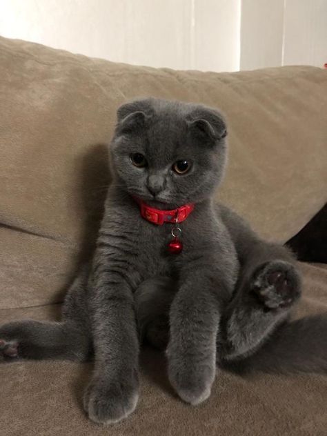 Scottish Fold Kittens, Most Popular Cat Breeds, Cat Area, Popular Cat Breeds, Dream's Cat, Grey Kitten, رعب نفسي, Russian Blue Cat, Gray Cat