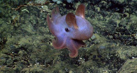 MONUMENTAL DIVERSITY Spied in the Atlantic canyons and seamounts in 2014, this dumbo octopus is a deep-sea umbrella octopus with fins that resemble the lovable cartoon elephant. ~~ NOAA Okeanos Explorer Program, Our Deepwater Backyard: Exploring Atlantic Canyons and Seamounts 2014 Dumbo Squid, Umbrella Octopus, Flapjack Octopus, Ocean Habitat, Dumbo Octopus, Cute Octopus, Monterey Bay Aquarium, African Elephant, Ocean Creatures