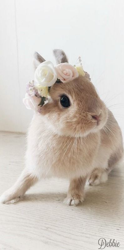 bunny chic ~ Debbie ❤ Regnul Animal, 웃긴 사진, Baby Bunnies, Sweet Animals, Cute Creatures, Cute Little Animals, Bride Wedding, 귀여운 동물