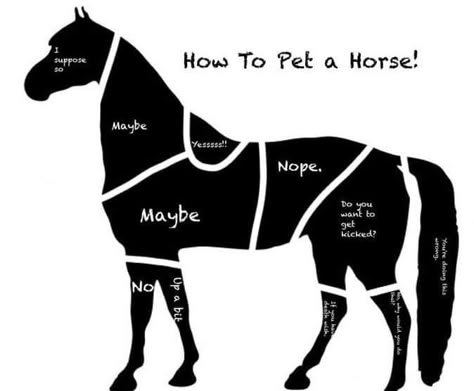 Some people really need to study this. www.justhorseriders.co.uk  #equestrian #horsegirl #justhorseriders #horseriding #horselife #horselover #equestrianlife Rescue Horse, Horse Quotes Funny, Horseback Riding Tips, Horse Jokes, Inspirational Horse Quotes, Horse Riding Quotes, Horse Facts, Motivate Others, Cute Horse Pictures