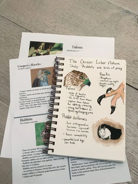 Join us for a delightful nature study inspired by The Green Ember. The printable packet and video are included! #charlottemason #homeschool #naturestudy #everydaygraces #thegreenember Morning Time Routine, The Green Ember, Green Ember, Slippery Fish, Female Rabbit, Young Rabbit, Cooper's Hawk, Study Cards, Phonics Programs