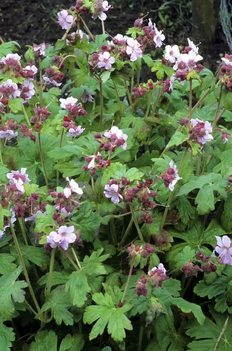 16 Eye-Catching Varieties of Hardy Geranium Wild Geranium Perennials, Fashion For Teens, Growing Geraniums, Geranium Care, Geraniums Garden, Potted Geraniums, Wild Geranium, Scented Geranium, Hardy Geranium