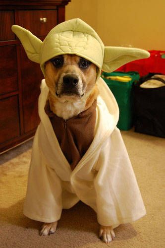 Star Wars Day: Yoda the Dog! Today I'm posting lots of Jedi costumes to celebrate May the 4th! Big Dog Halloween Costumes, Yoda Dog Costume, Best Dog Halloween Costumes, Jedi Robes, Yoda Costume, Jedi Costume, Costumes For Men, Really Cute Puppies, Star Wars Halloween