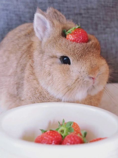 Bunny Rabbit Aesthetic, Bunny Cutest Aesthetic, Bunny Cutest Cartoon, Dulce Core, Bunny With Strawberry, Bunnies With Flowers, Bunny Eating, Orange Bunny, Bunnies Funny