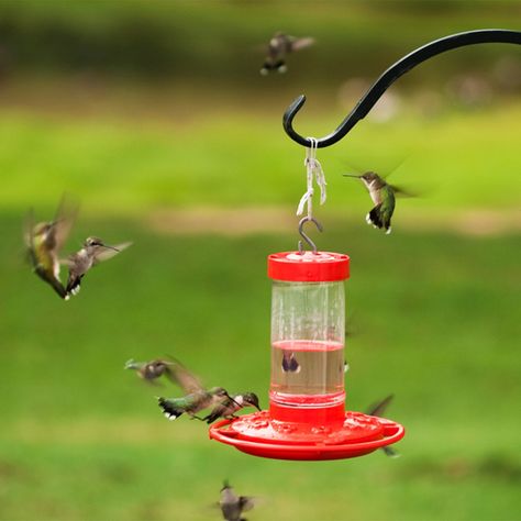 9 Expert Tips for Attracting Hummingbirds to Your Backyard Hummingbird Cake Southern Living, Attracting Hummingbirds, Purple Salvia, Hummingbird Drawing, Hummingbird Nectar, Hummingbird Plants, Backyard Water Feature, Hummingbird Feeder, How To Attract Hummingbirds