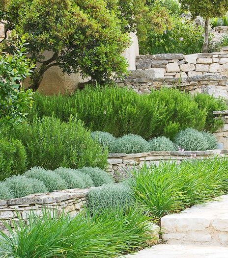 A Mediterranean planting scheme with santolina, iris and rosemary in groups on dry stone walls Mediterranean Garden Design, Sloped Backyard, Dry Garden, Dry Stone Wall, Have Inspiration, Mediterranean Garden, Terrace Garden, Garden Cottage, Country Gardening