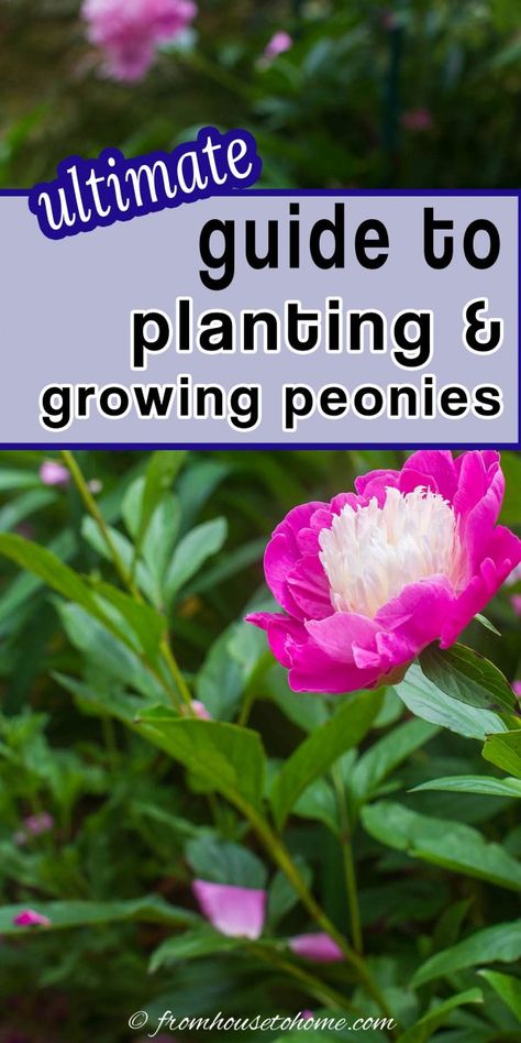 Learn how to grow peonies in your own garden! The peony plant does well in certain climates and zones, particularly if you choose the right location Here's how to grow, feed, care for, and enjoy the peony bush. How To Grow Peonies, Grow Peonies, Peony Plant, Full Sun Garden, Full Sun Shrubs, Full Sun Flowers, Peony Care, Peony Bush, Planting Peonies