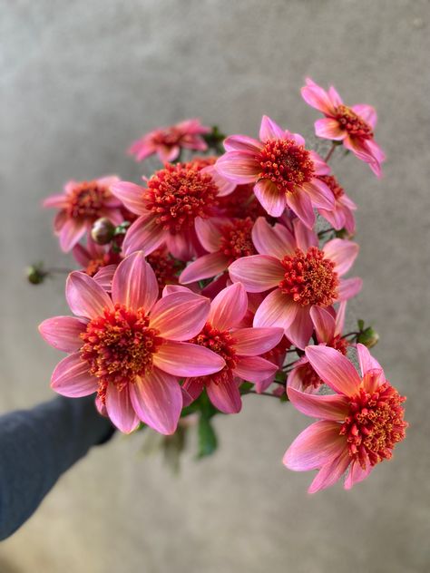 Totally tangerine dahlia coral anemone Irish grown between the briars flower farm glanmire cork ireland Anemone Dahlia, Flower Bouquet Delivery, Florist Studio, Cut Flower Farm, Scented Geranium, Sustainable Flowers, Bouquet Delivery, Fountain Grass, Cork Ireland