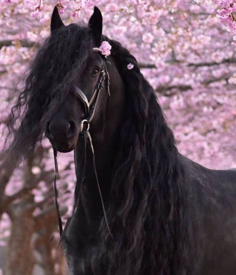 Friesian Horse Photography, Friesian Stallion, Friesian Horses, Beautiful Horses Photography, Cute Horse Pictures, Beautiful Arabian Horses, Horse Inspiration, Horse Videos, Most Beautiful Horses