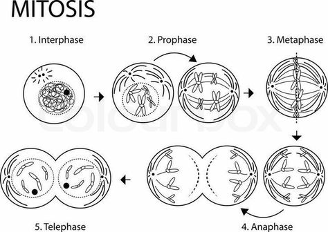 Mitosis Worksheet, Study Tricks, Life Science Classroom, Multi Step Equations Worksheets, The Cell Cycle, Biochemistry Notes, Science Cells, General Biology, Become Financially Independent