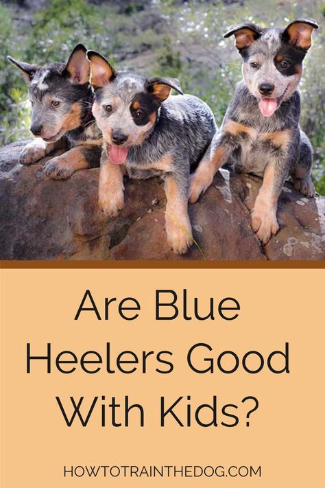 Are Blue Heelers Good With Kids Red Heeler Puppies, Good Family Dogs, Blue Heeler Puppy, Heeler Puppy, Blue Heeler Puppies, Heeler Dog, Heeler Puppies, Best Dogs For Families, Good Family