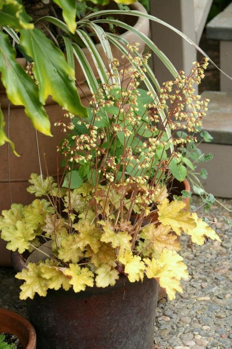 Heuchera Americana, Heuchera Green Spice, Heuchera Coral Bells, Heuchera Forever Purple, Heuchera Grande Amethyst, Mahogany Monster Heuchera, Coral Bells Heuchera, Coral Bells, Plant Ideas