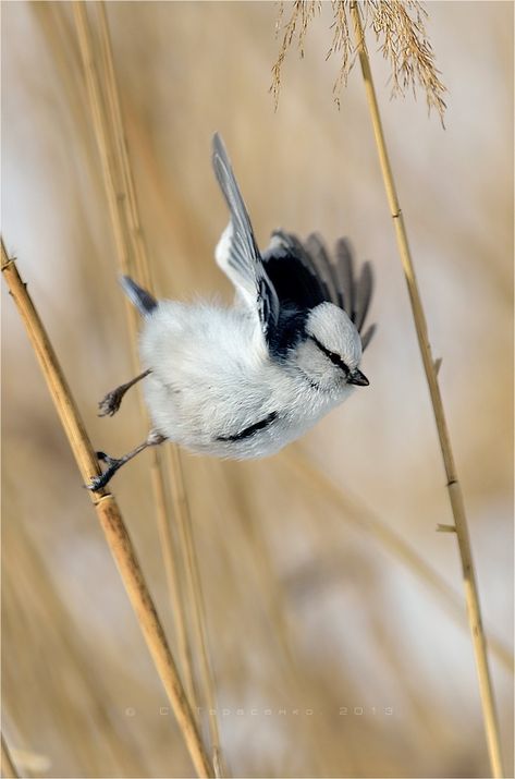 Welcome, Spring, here comes the birds! Birds Wings, Easter 2024, Nature Tour, Kinds Of Birds, White Bird, Pretty Birds, Bird Photo, Colorful Birds, Little Birds