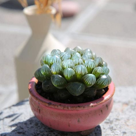 Haworthia Cooperi, Cherry Plant, Plant Goals, Indoor Flower Pots, Types Of Succulents, Succulent Soil, Low Light Plants, Outdoor Garden Decor, Colorful Plants