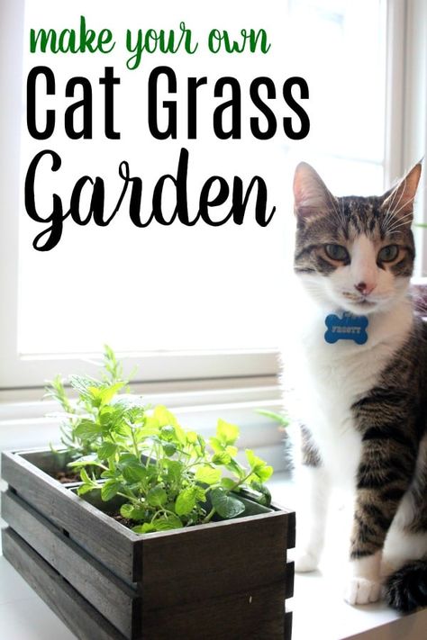 Does your cat eat grass outside? Is your cat trying to eat plants inside your home that aren't safe? Make your own cat grass garden with herbs that cats can eat safely. Cat Grass Indoor, Cat Friendly Plants, Cat Eat, Grass Garden, Cat Grass, Cat Plants, Cats Diy Projects, Grasses Garden, Cat Garden