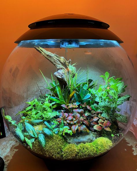 Doreys Biorb Air 60’s | UK Aquatic Plant Society Biorb Fish Tank, Gecko Terrarium, Out Of The Closet, Peat Moss, Aquatic Plants, Little Pigs, Fish Tank, Terrarium, Farmer