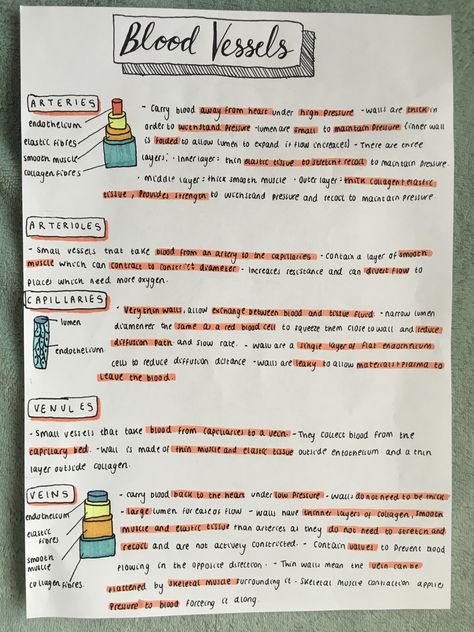 A level biology blood vessels revision notes, artery’s, veins, capillaries, arterioles and venules. Aesthetic Science, Science Aesthetic, Facts Science, Studie Hacks, Science Revision, Biology Revision, Science Design, Classroom Science, A Level Biology