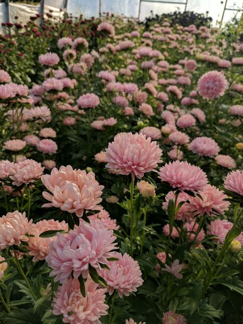 Crysantenum Flower Aesthetic, Chrysanthemum Aesthetic, Crysantenum Flower, Chrysanthemum Garden, Dalia Flower, Rock Wall Gardens, November Flower, Boquette Flowers, Flower Farmer