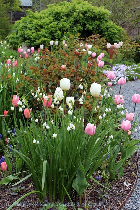 Supporting Actors - Blithewold Tulip Garden Front Yard, Tulip Landscaping, Flower Aesthetic Tulip, Tulip Flower Bed, Tulips In Garden, Flower Landscaping Ideas, Bulbs Garden Design, Tulip Aesthetic, Flower Landscaping