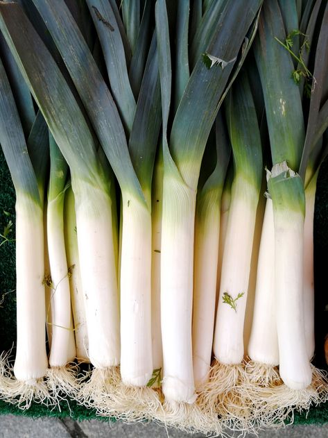 How to grow leeks – from seed or existing plants | Country How To Grow Leeks, Grow Leeks, Growing Leeks, Allium Flowers, Veg Patch, Winter Crops, When To Plant, Backyard Vegetable Gardens, Vegetable Gardens