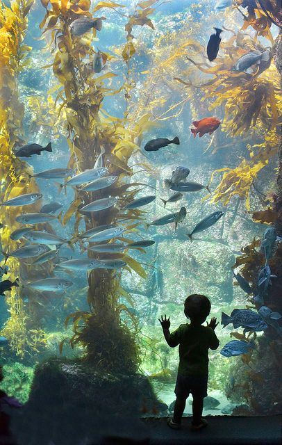 youngster admires a world of fish and seaweed at the Birch Aquarium at Scripps in La Jolla, California. Birch Aquarium, Aquarium Pictures, Amoled Wallpapers, Types Of Fish, Photography Classes, Underwater World, La Jolla, Ocean Life, Tropical Fish