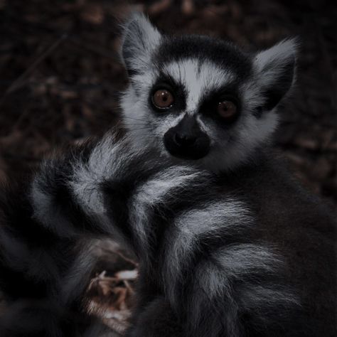 Lemur Aesthetic, Rich Aunt, Supernatural Cartoon, Elemental Magic, Funny Pets, Cartoon Tv Shows, Legend Of Korra, Zoology, Primates