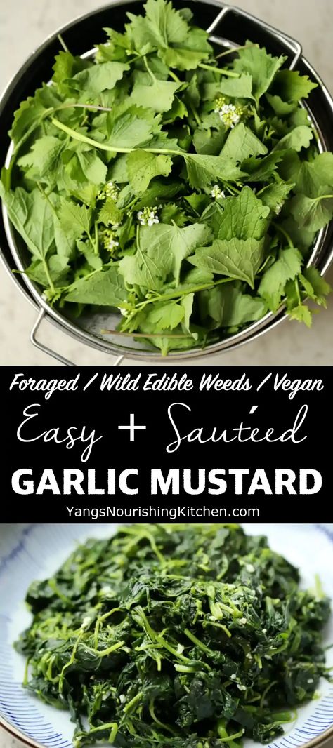 Sautéed Garlic Mustard Recipe (Foraged Wild Greens) Rocket Recipes, How To Cook Garlic, Spring Garlic, Garlic Mustard, Mustard Plant, Wild Food Foraging, Mustard Recipe, Foraging Recipes, Edible Wild Plants