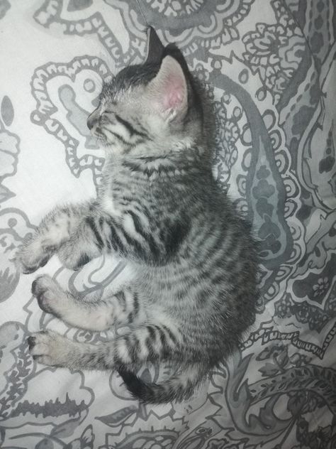 kitten #cat #baby #tabycat #tabby Gray Tabby Kitten, Silver Tabby Kitten, Tabby Kittens, Grey Tabby Kittens, White Tabby Cat, Grey Tabby Cat, Louis Wain Cats, Grey Tabby, Grey Kitten